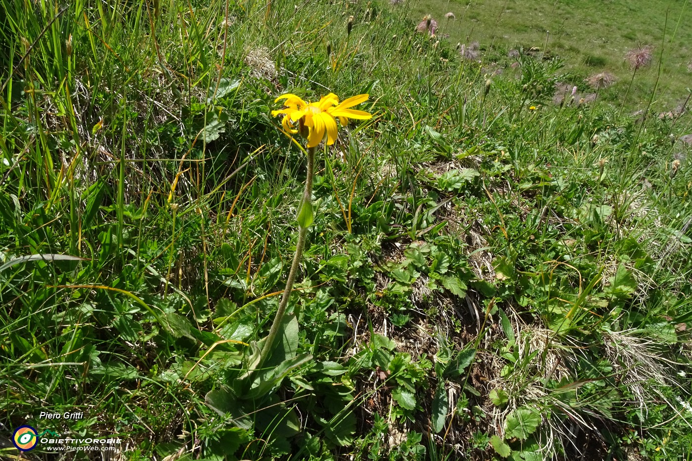 93 Arnica montana.JPG